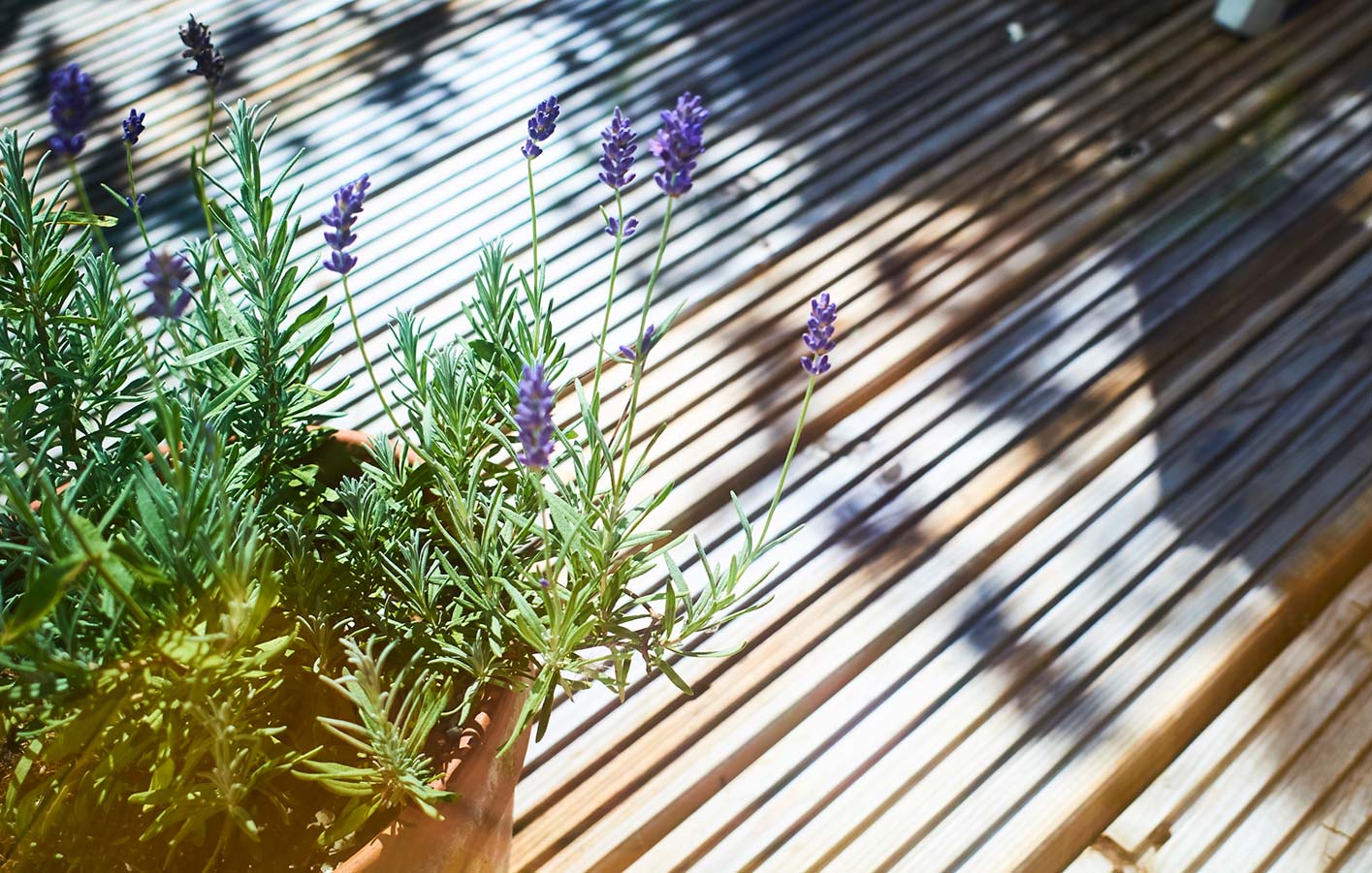 Nahaufnahme einer Holzterrasse mit einer Lavendelpflanze darauf